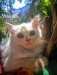 Persian cats for sell